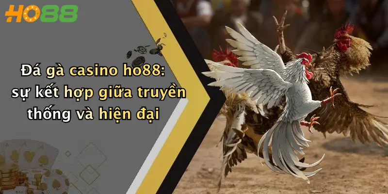 Đá gà casino ho88: sự kết hợp giữa truyền thống và hiện đại