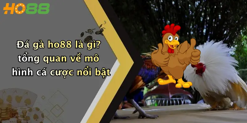 Đá gà ho88 là gì? tổng quan về mô hình cá cược nổi bật