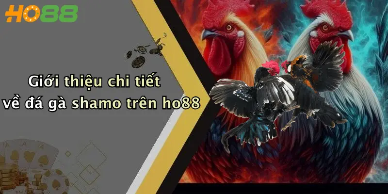 Giới thiệu chi tiết về đá gà shamo trên ho88
