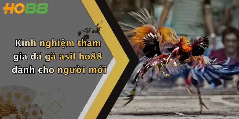 Kinh nghiệm tham gia đá gà asil ho88 dành cho người mới