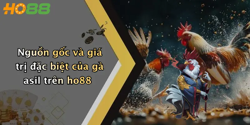 Nguồn gốc và giá trị đặc biệt của gà asil trên ho88