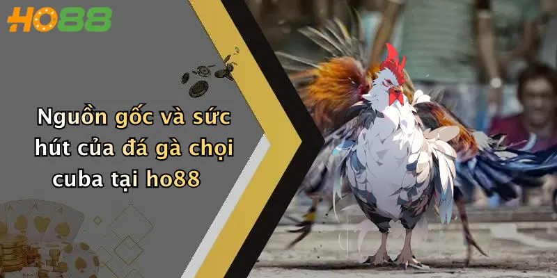 Nguồn gốc và sức hút của đá gà chọi cuba tại ho88