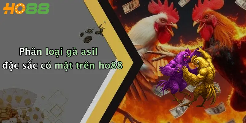 Phân loại gà asil đặc sắc có mặt trên ho88