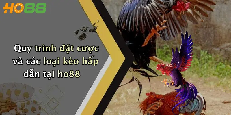 Quy trình đặt cược và các loại kèo hấp dẫn tại ho88