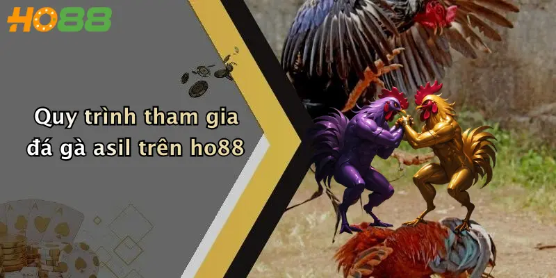 Quy trình tham gia đá gà asil trên ho88