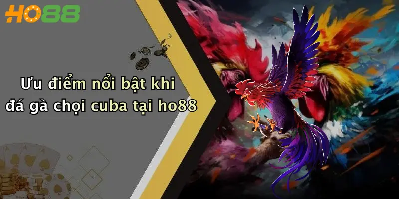 Ưu điểm nổi bật khi đá gà chọi cuba tại ho88