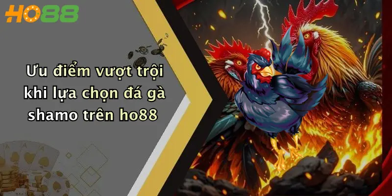 Ưu điểm vượt trội khi lựa chọn đá gà shamo trên ho88